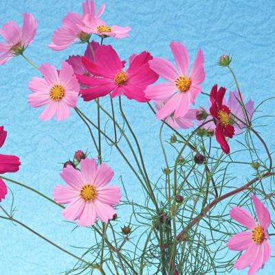 im电竞官网app下载